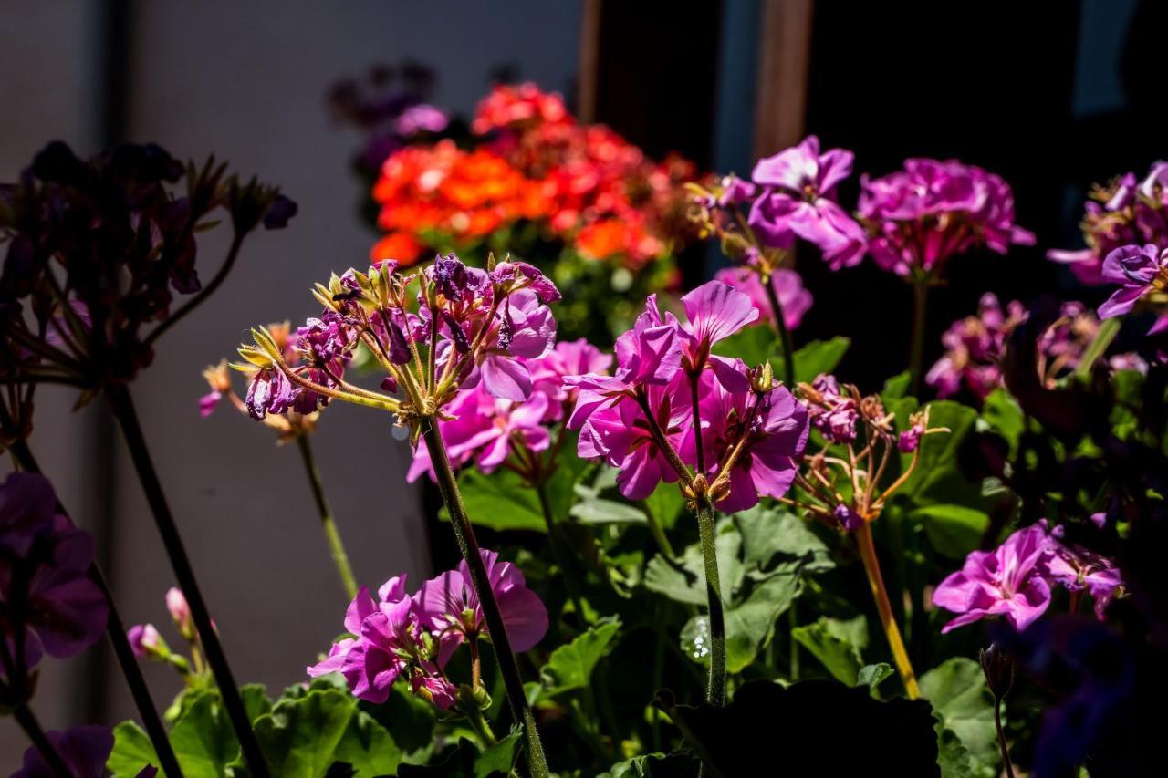 Ibericabeds Albaicin Lägenhet Granada Exteriör bild